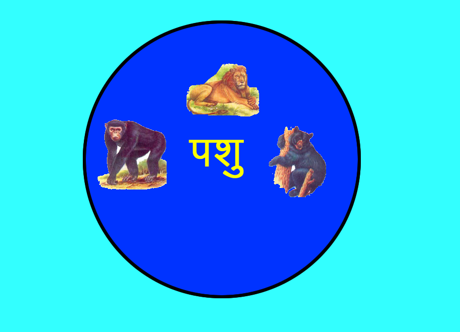 पशु