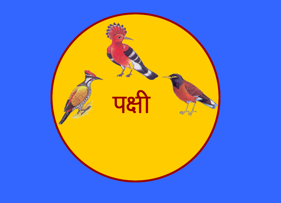 पक्षी